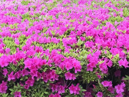 春の花 春の花の写真