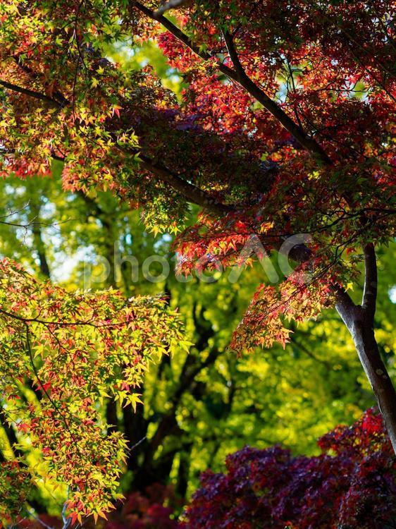 信貴山朝護孫子寺の紅葉の風景 秋,信貴山朝護孫子寺,信貴山の写真素材