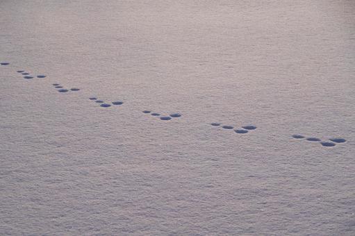 一面の雪 一面の雪 雪,雪原,冬の写真素材
