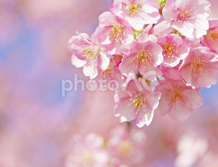 可愛いピンクの河津桜の花のアップ 桜,青空,空の写真素材