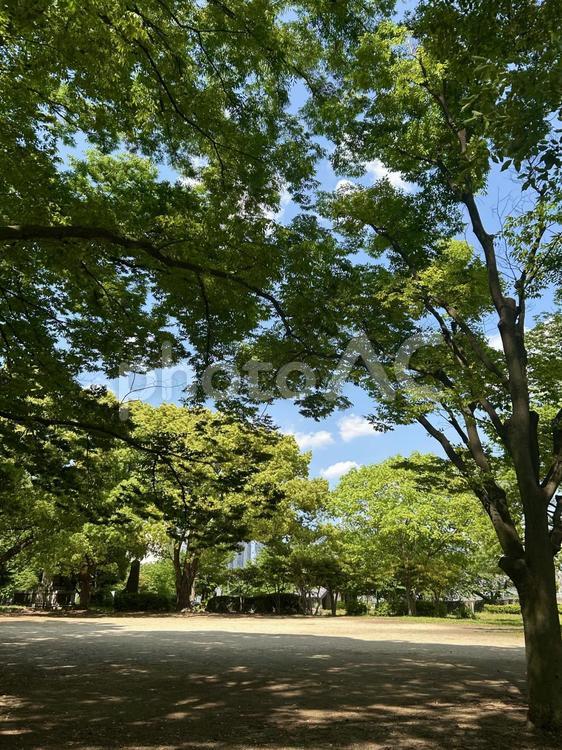 新緑が美しい与野公園広場 新緑,木,与野公園の写真素材