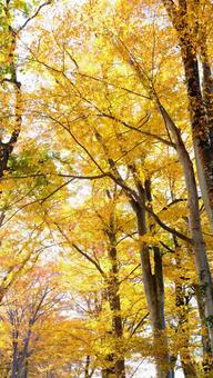 黄色の落葉樹_縦 公園,縦型,紅葉の写真素材