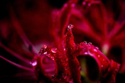 <Goto scenery> Red spider lilies blooming in the autumn grassland, JPG