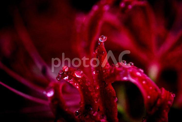 ＜五島の風景＞秋の草原に咲くヒガンバナ ひがんばな,秋,花の写真素材