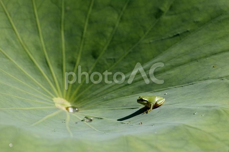 カエルとハスの葉 蓮,カエル,生き物の写真素材