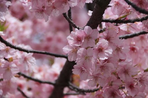 河津桜 満開! 河津桜 満開!の写真
