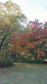 森林公園1 森林公園1の写真