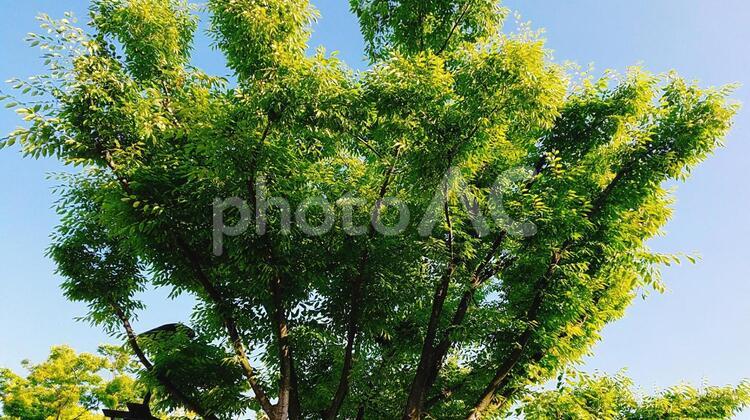 緑いっぱいの木 木,植物,屋外の写真素材