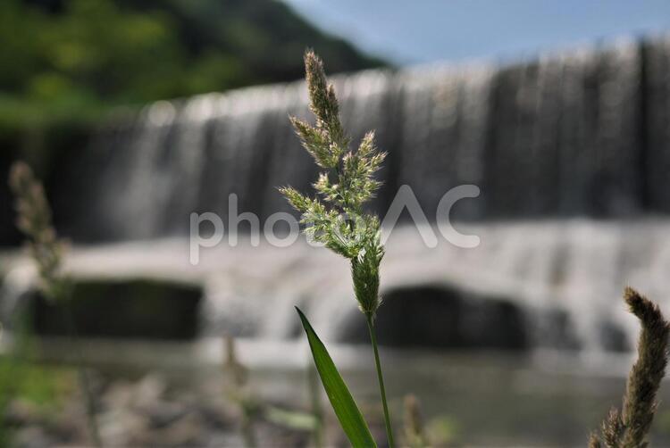 堰堤を背景にした緑の草 花,自然,緑の写真素材