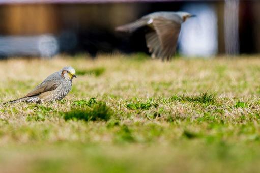 地面を歩くヒヨドリ・野鳥・コピースペース 地面を歩くヒヨドリ・野鳥・コピースペースの写真