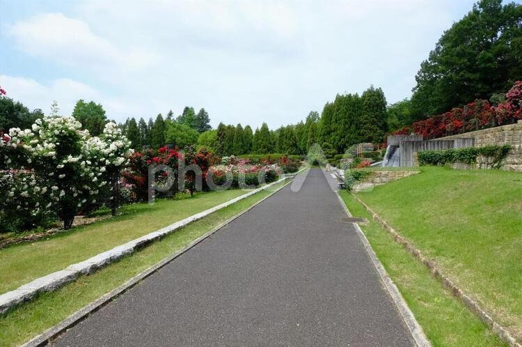 播磨中央公園　ばら園 ばら,バラ,薔薇の写真素材