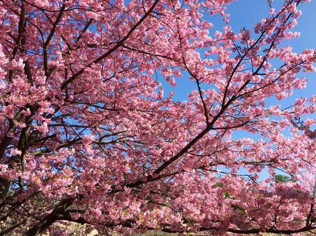 満開の河津桜１ 河津桜,桜と青空,桜の写真素材
