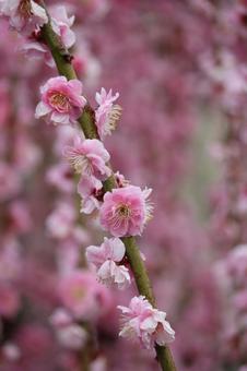 Photo, ume, flower, plant, 