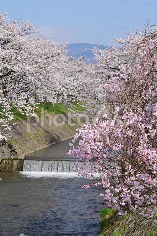 富山・南砺市・大門川沿い桜並木 花,満開,桜の写真素材