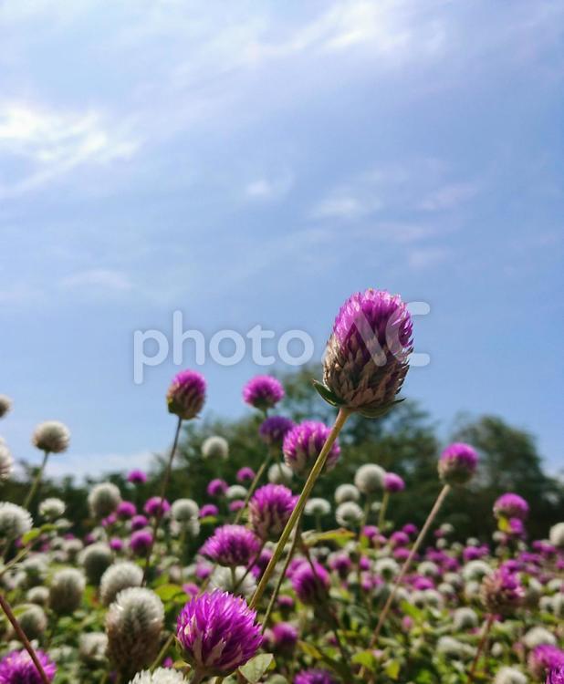 海の中道海浜公園の花 景色,風景,花の写真素材