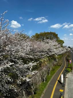 桜並木が続く春の小道と青空 桜並木が続く春の小道と青空の写真