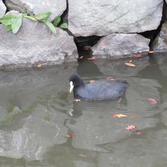 お掘りの石垣付近で採餌するオオバン お掘りの石垣付近で採餌するオオバンの写真