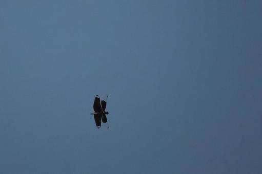 A dragonfly flying overhead, JPG
