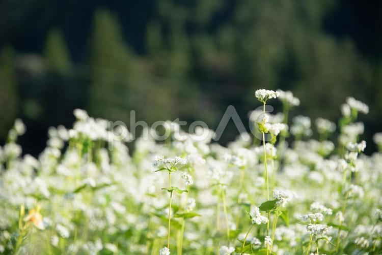 真っ白に美しい小さなそばの花 蕎麦の花,晴れ,草の写真素材
