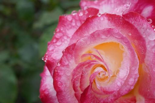 雨に濡れたバラ(ダブルデライト)03 雨に濡れたバラ(ダブルデライト)03 バラ,薔薇,春バラの写真素材