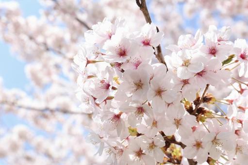 青空と満開の桜 青空と満開の桜の写真