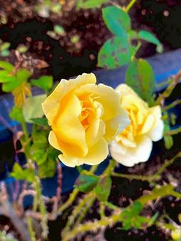 薔薇 薔薇,バラ,バラ園の写真素材