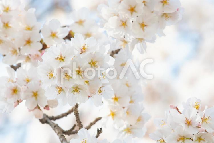 桜　２５　（里山に咲く染井吉野） 桜,満開,開花の写真素材