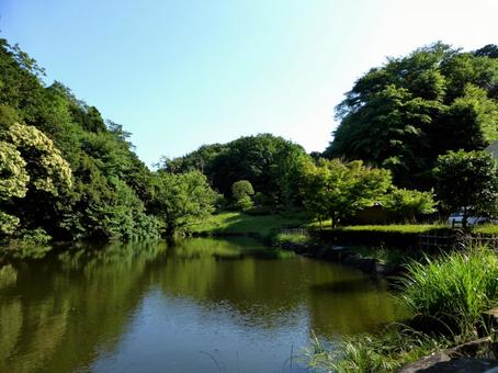 初夏の鎌倉中央公園・下池側からの上池 池,水,湖の写真素材