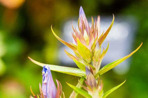 リンドウの蕾⑶ リンドウの蕾⑶ 花,蕾,リンドウの写真素材