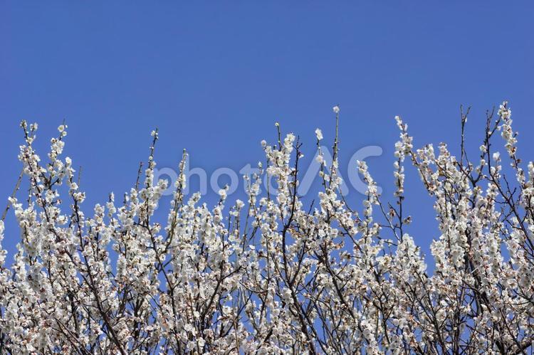 青空と梅林 梅,梅林,花の写真素材
