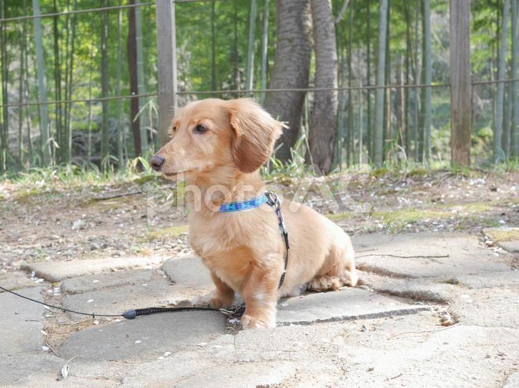 すまし顔のダックスフント ミニチュアダック,ダックスフント,犬の写真素材