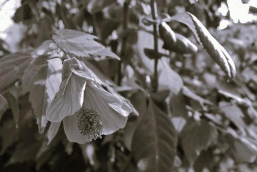 アブチロン Abutilon アブチロン Abutilon 花,アブチロン,abutilonの写真素材