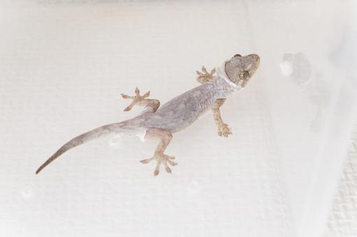 脱皮中のニホンヤモリ 爬虫類 ペット 脱皮中のニホンヤモリ 爬虫類 ペットの写真