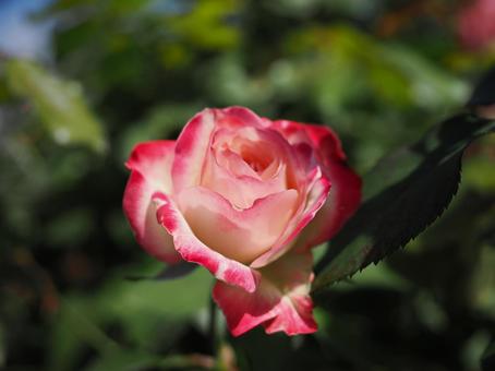 バラ園でカラフルな色の薔薇を撮りました バラ園でカラフルな色の薔薇を撮りましたの写真