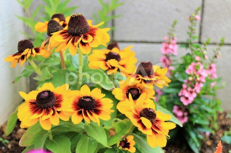 鮮やかな黄色い花とピンクの花 鮮やかな花,黄色い花,ルドベキアの写真素材