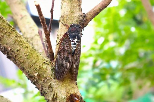 木の枝で鳴く「住宅街のアブラゼミその2」 木の枝で鳴く「住宅街のアブラゼミその2」 アブラゼミ,セミ,蝉の写真素材