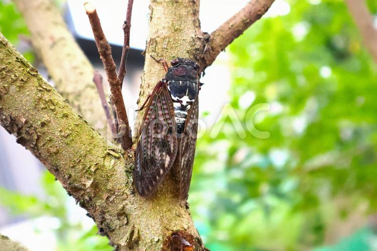 木の枝で鳴く「住宅街のアブラゼミその2」 アブラゼミ,セミ,蝉の写真素材