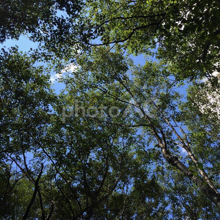林から空を見上げて 木,葉,自然の写真素材
