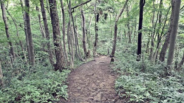 杉林と登山道 杉林と登山道 登山道,登山,トレッキングの写真素材