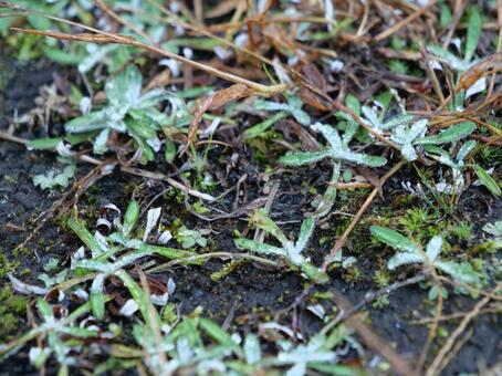 朝の霜と草 霜,朝,冬の写真素材