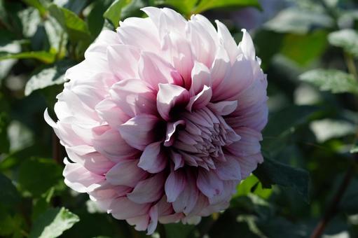 ダリア（影法師）の写真