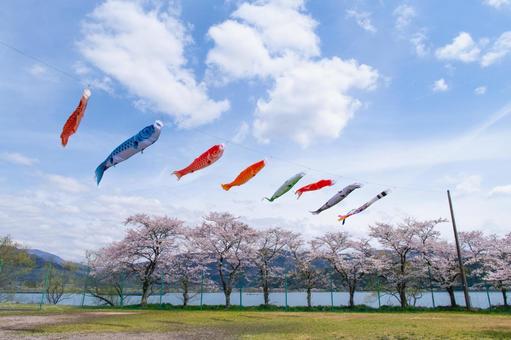 青空を泳ぐ鯉のぼり 青空を泳ぐ鯉のぼり 鯉のぼり,色とりどり,満開の写真素材