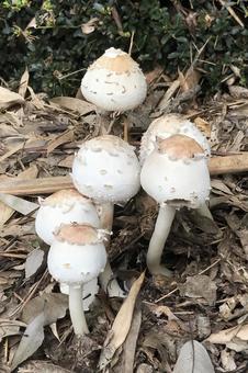 キヌガサダケ キヌガサダケの写真