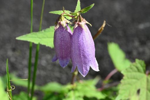 家の庭に咲いたホタルブクロの花 家の庭に咲いたホタルブクロの花の写真