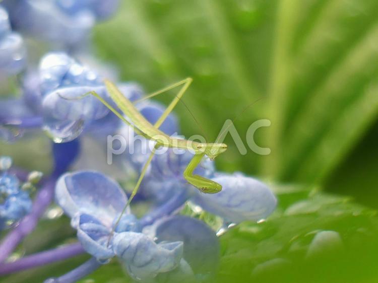 おたふく紫陽花とカマキリの赤ちゃん 紫陽花,アジサイ,あたふく紫陽花の写真素材