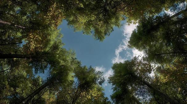 光差し込む木々の上の空 光差し込む木々の上の空の写真