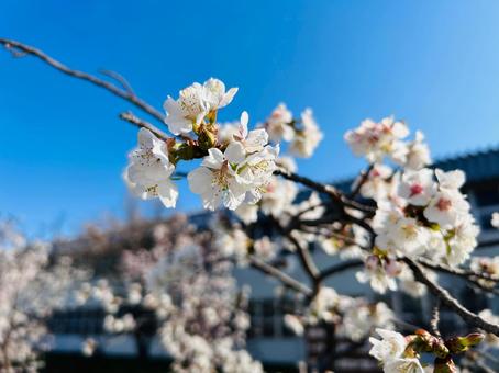 千島桜 千島桜 札幌,寒地土木研究所,桜の写真素材