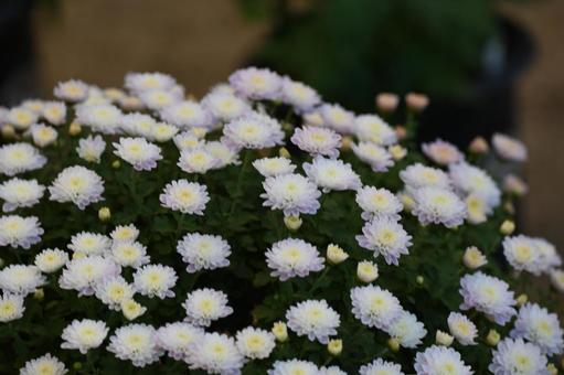 可愛いキクの花を撮りました 可愛いキクの花を撮りましたの写真