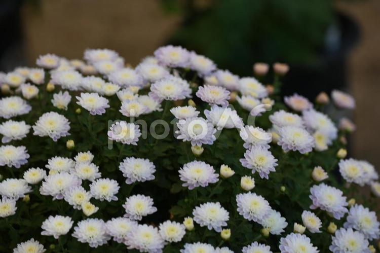 可愛いキクの花を撮りました かわいい,菊の花,自然の写真素材