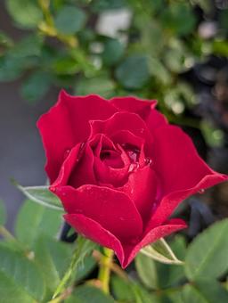 ミニバラの写真